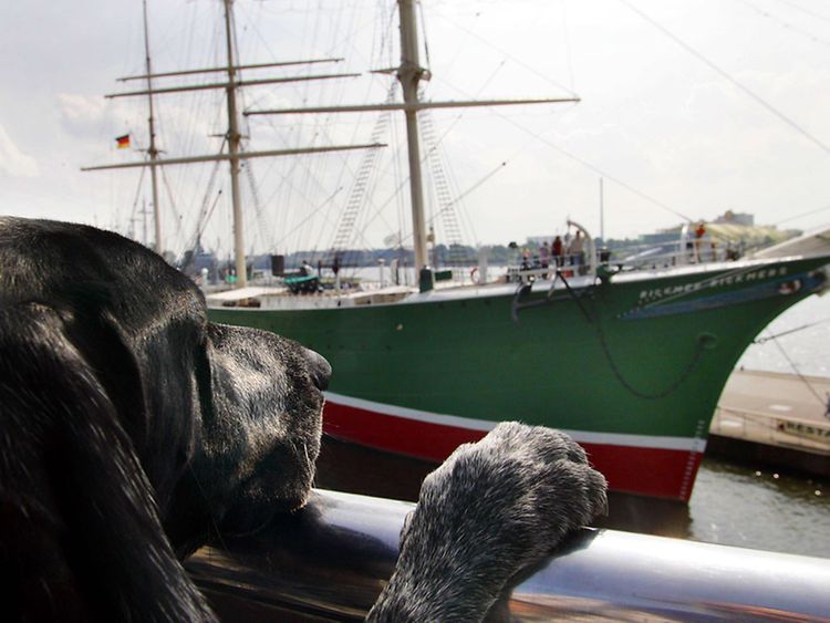  Important stuff to know about travelling to Hamburg with pets