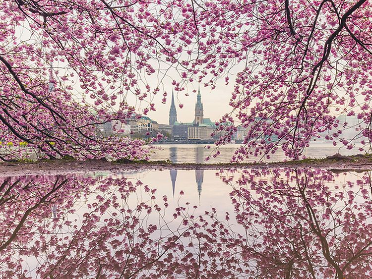  Cherry Blossom Festival in Hamburg, Germany