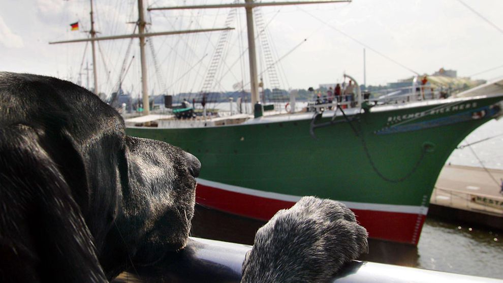 Important stuff to know about travelling to Hamburg with pets