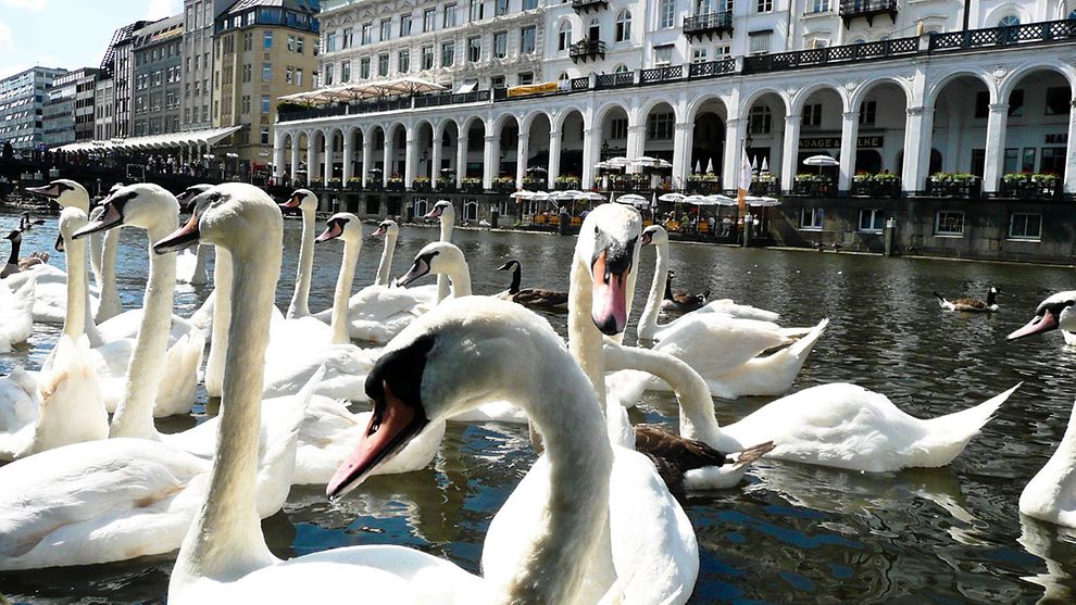  Alster swans in front of the exclusive shopping arcades