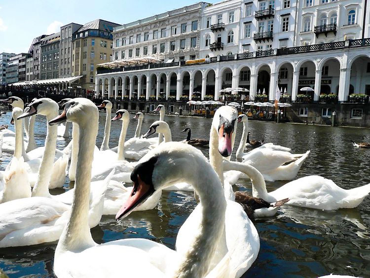  Alster swans in front of the exclusive shopping arcades