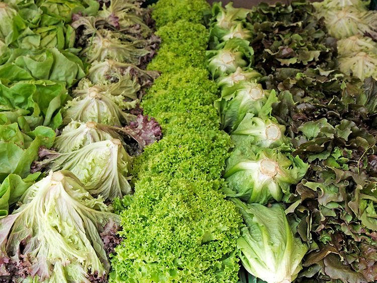  Fresh lettuce at Ottensen Eco-Market