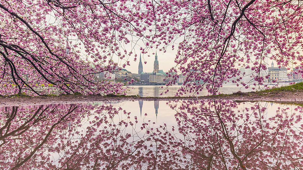 Cherry Blossom Festival in Hamburg, Germany
