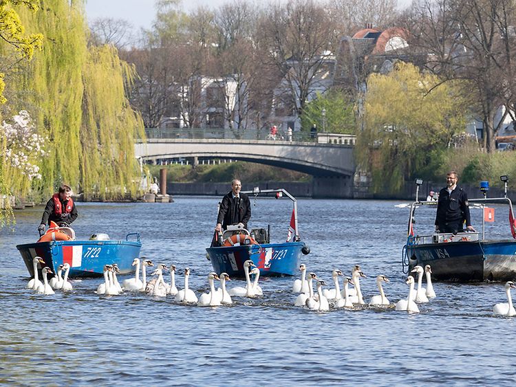  The Alster Swans in Hamburg, Germany