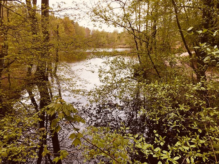  A pond in Hamburg's Raakmoor Conservation Area