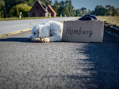  Country road near Hamburg and hitchhiking dog