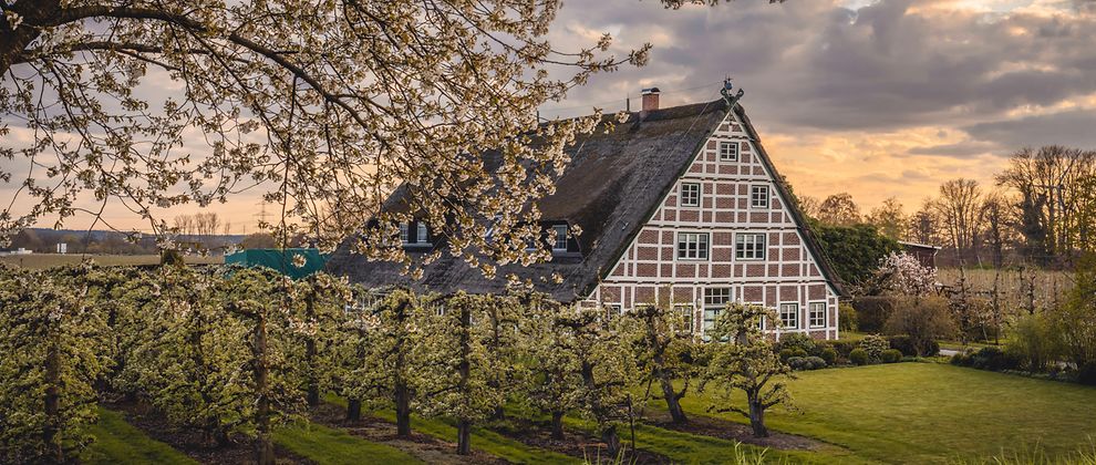  An Altländer half-timbered house surrounded by blossoming fruit trees