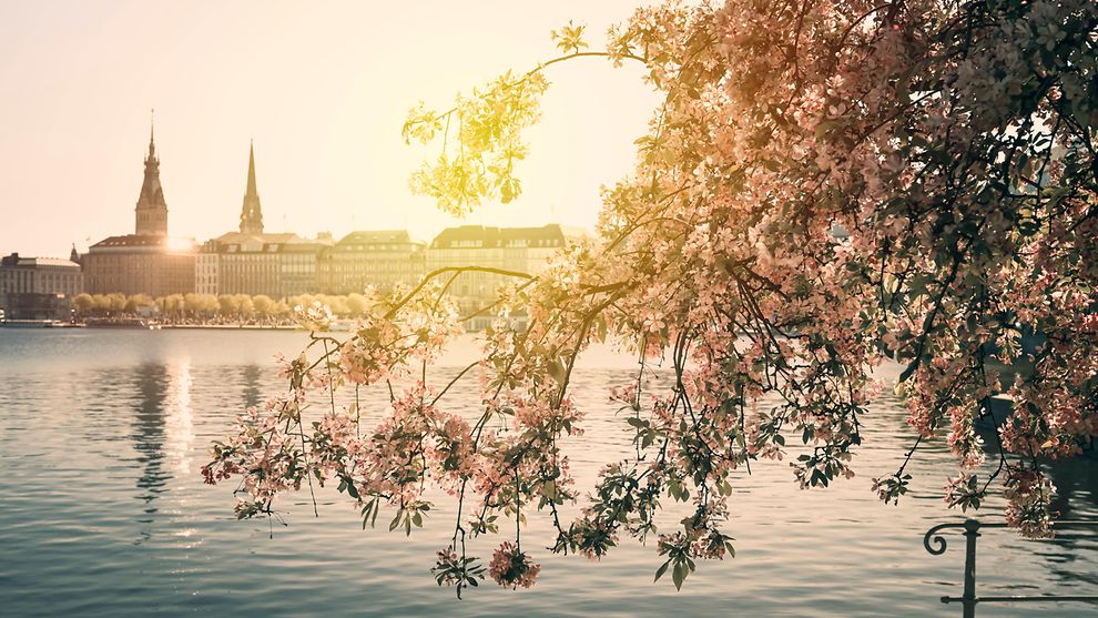  The Alster lake and the Hamburg skyline adorned with cherry blossoms