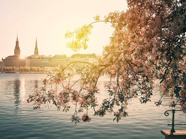  The Alster lake and the Hamburg skyline adorned with cherry blossoms