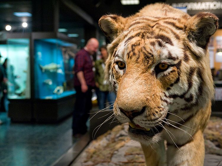  Taxidermy of a tiger in the zoological museum.